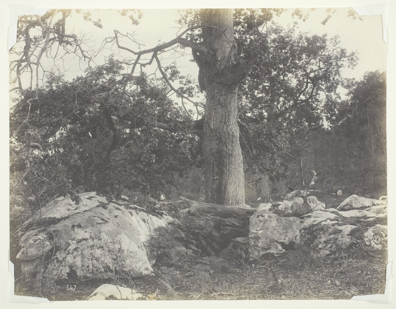 Metsä ja kalliot, Fontainebleau tekijältä Achille Quinet