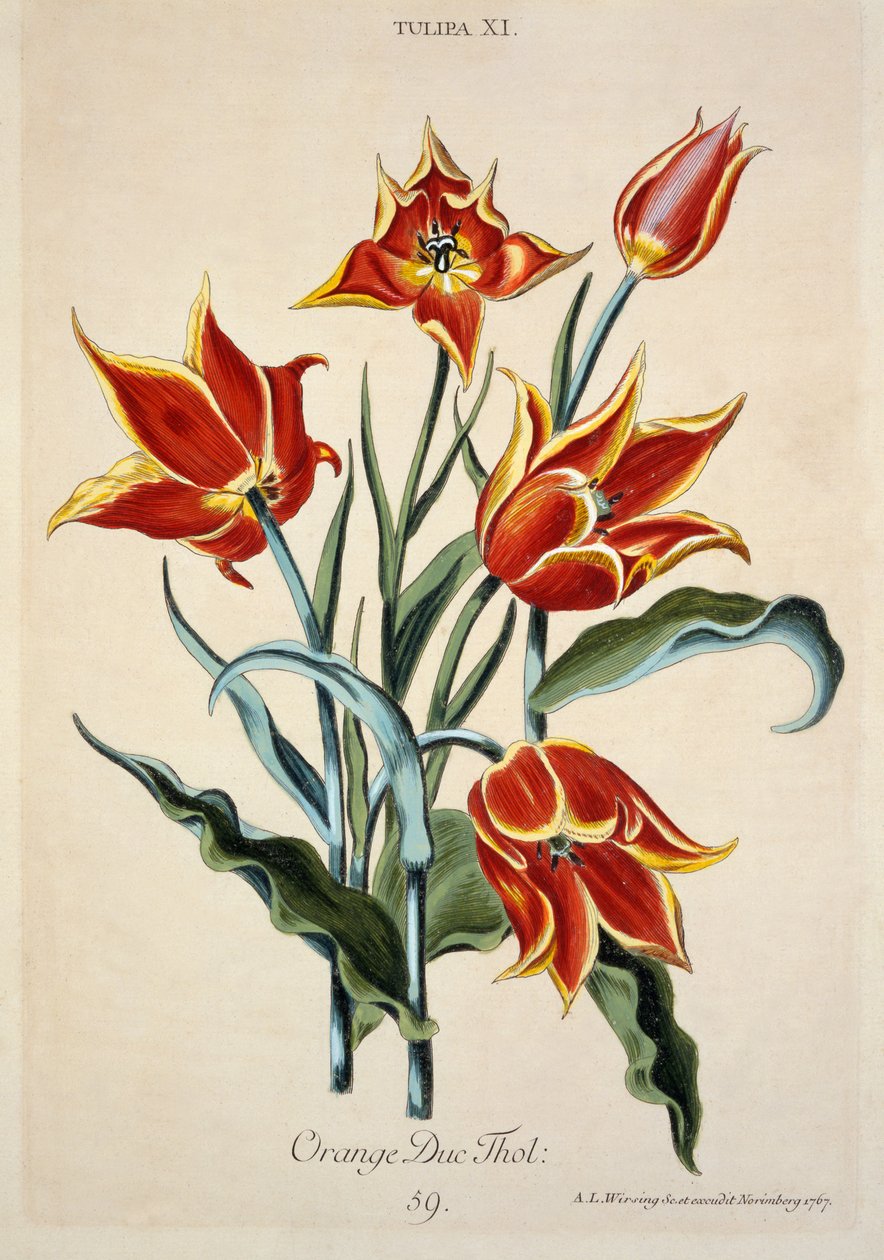 Appelsiinitulppaani, Conrad Gesnerin (1516-65) "Opera Botanica" -teoksesta 1767 (värikaiverrus). tekijältä Adam Louis Wirsing
