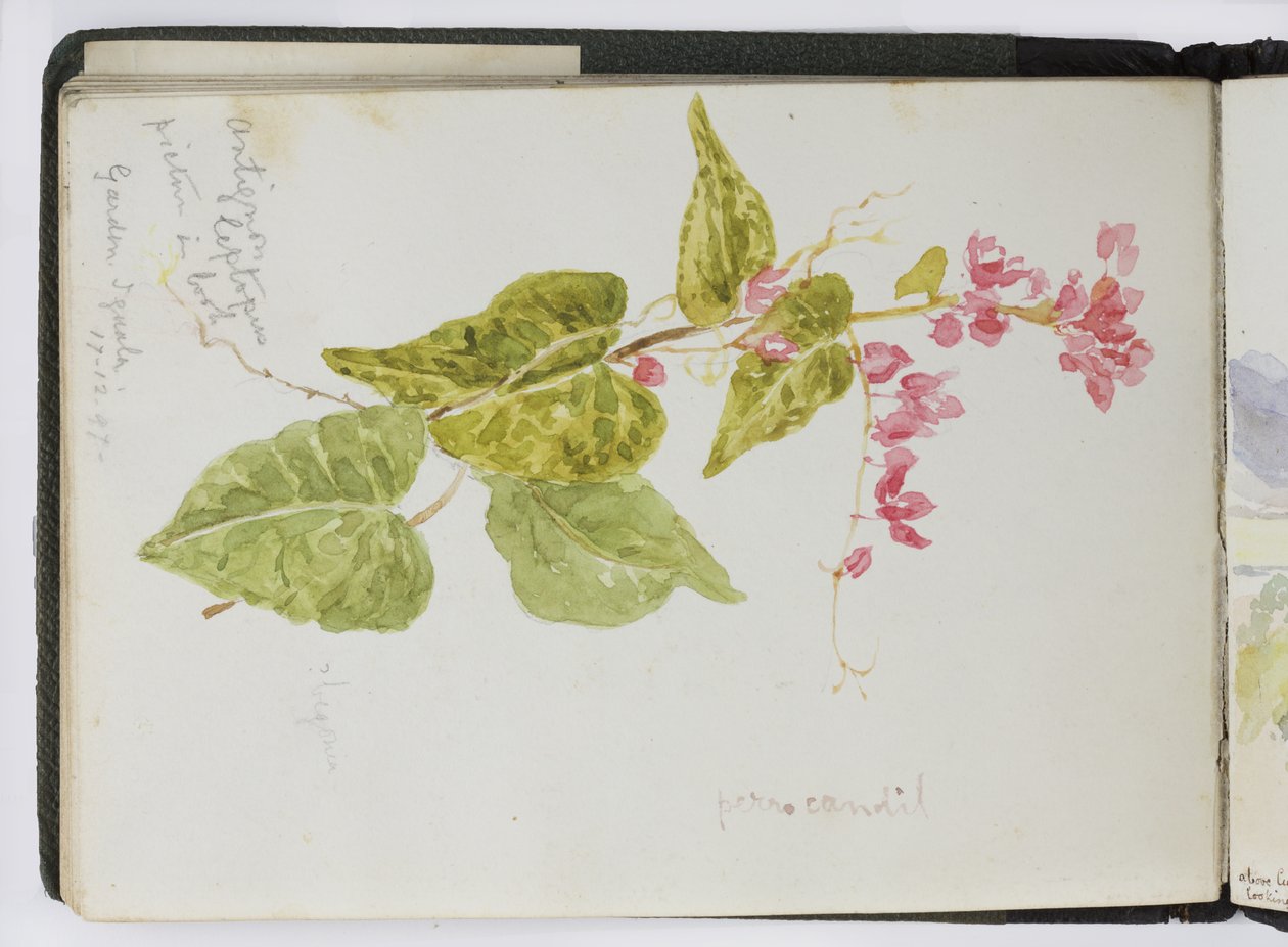 Luonnoskirja vesiväreistä, piirustuksia ja muistiinpanoja, Meksiko, 1896-1898 (akvarelli) tekijältä Adela Breton