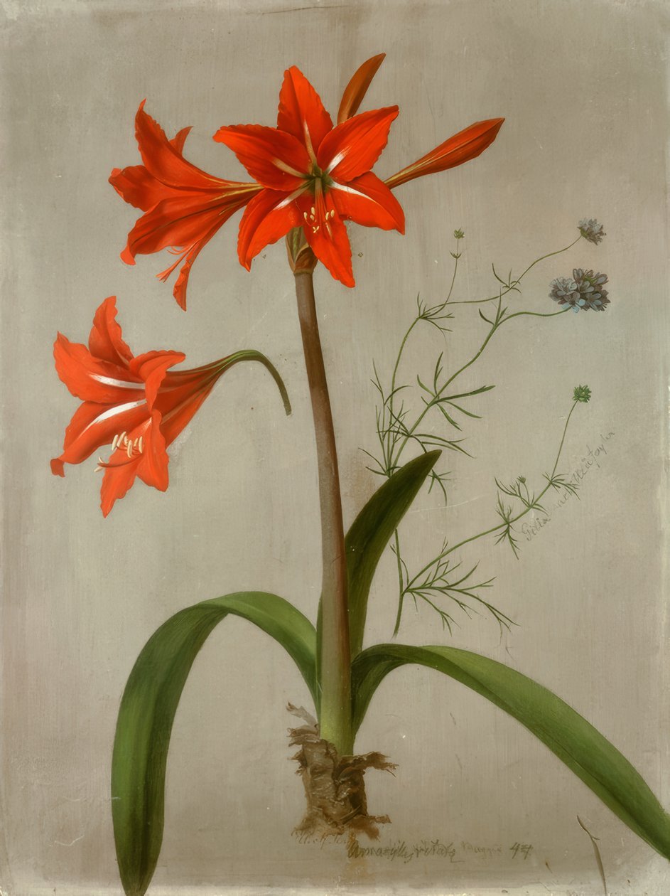 Amaryllis und Gilia tekijältä Adolf Senff