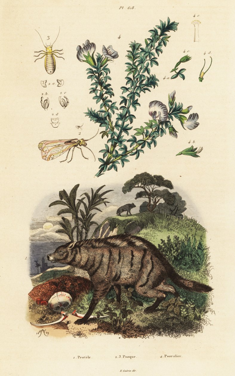 Aardwolf, arabiaherne ja täi. tekijältä Adolph (after) Fries