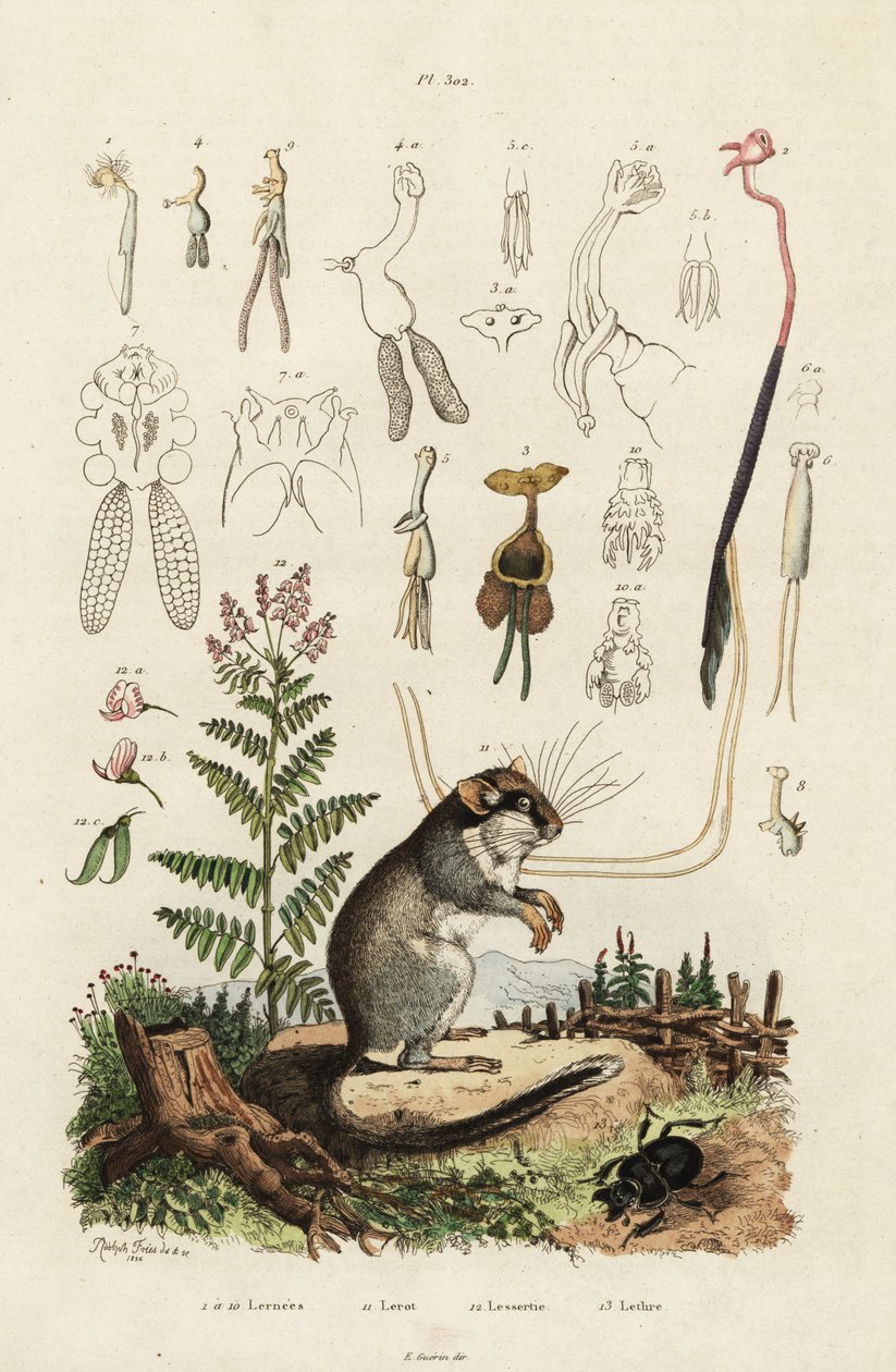 Dormouse, copepod ja kovakuoriainen. ,1834-1839 (kaiverrus) tekijältä Adolph (after) Fries