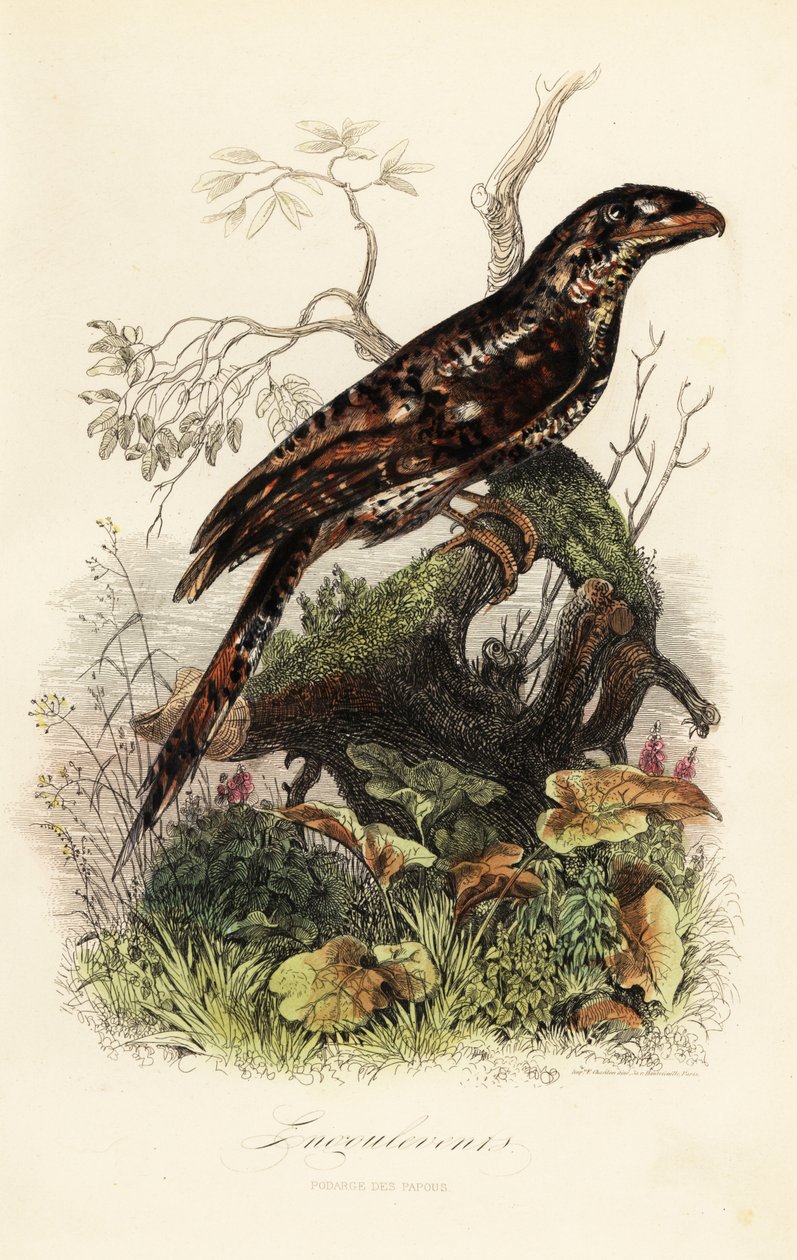 Papuan sammakkosuu, Podargus papuensis tekijältä Adolph (after) Fries