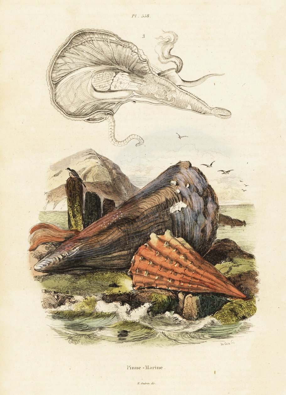 Kynän kuoret tai viuhkasinisimpukat. ,1834-1839 (kaiverrus) tekijältä Adolph (after) Fries
