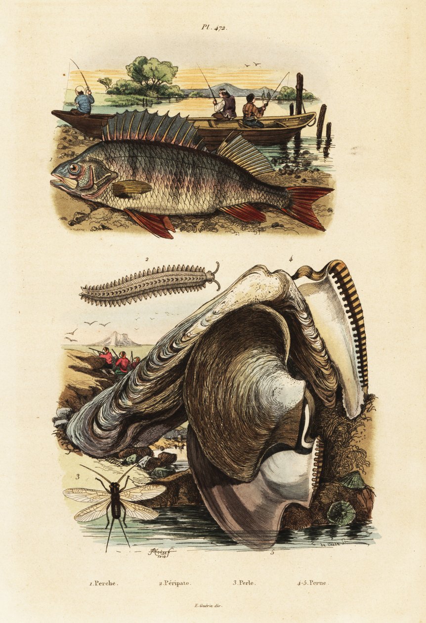 Ahven, helmiosteri, samettimato ja nyöritys.,1834-1839 (kaiverrus) tekijältä Adolph (after) Fries