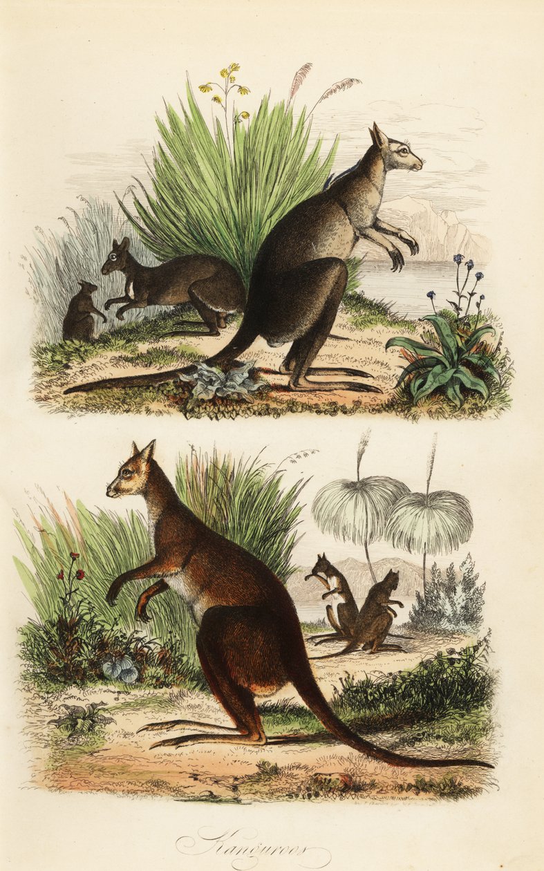 Punainen kenguru, Macropus rufus (alhaalla), itäinen harmaa kenguru, Macropus giganteus (ylhäällä oikealla) ja tummavalja, Thylogale brunii (vasemmalla) tekijältä Adolph (after) Fries