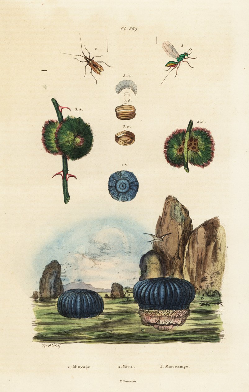 Merivuokko ja hyönteiset., 1834-1839 (kaiverrus) tekijältä Adolph (after) Fries