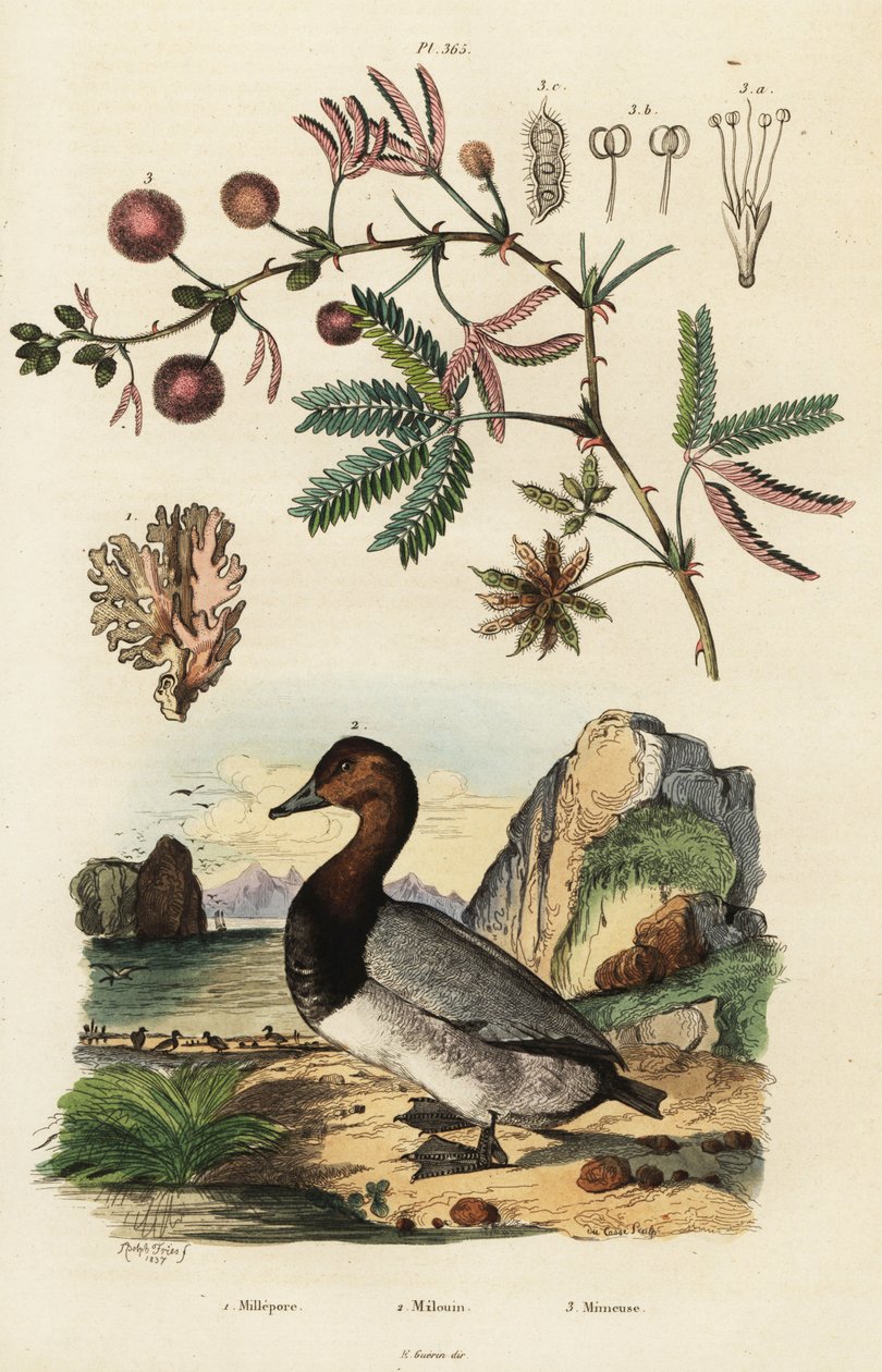 Meriinkivääri, pochard ja herkkä kasvi. ,1834-1839 (kaiverrus) tekijältä Adolph (after) Fries