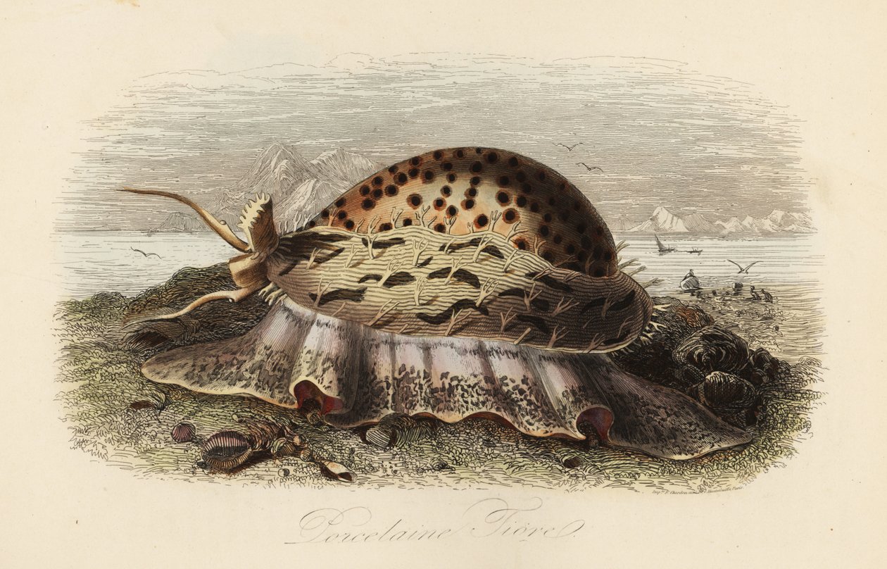 Tiger cowrie, Cypraea tigris tekijältä Adolph (after) Fries