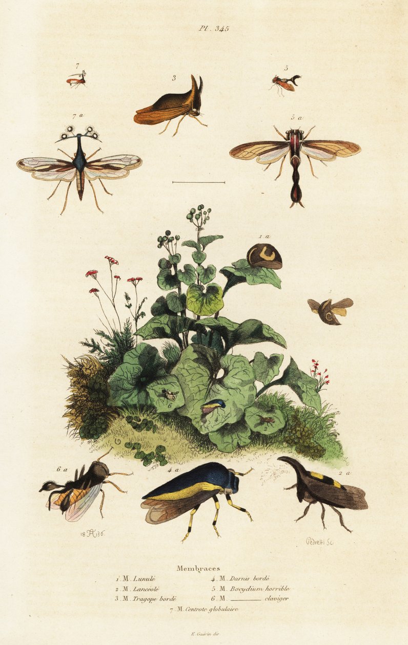 Treehoppers., 1834-1839 (kaiverrus) tekijältä Adolph (after) Fries