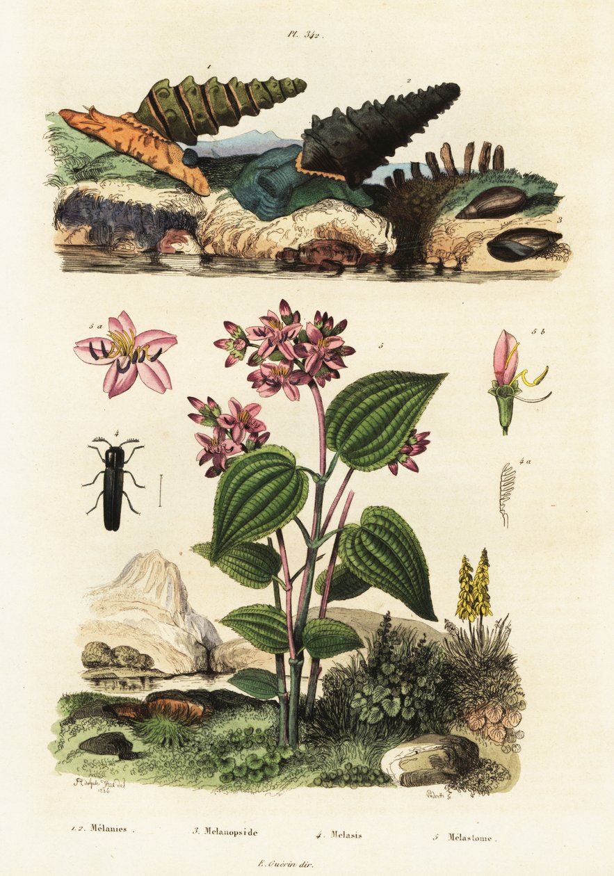 Trumpettietanat, sotilaskuoriaiset ja Clidemia., 1834-1839 (kaiverrus) tekijältä Adolph (after) Fries