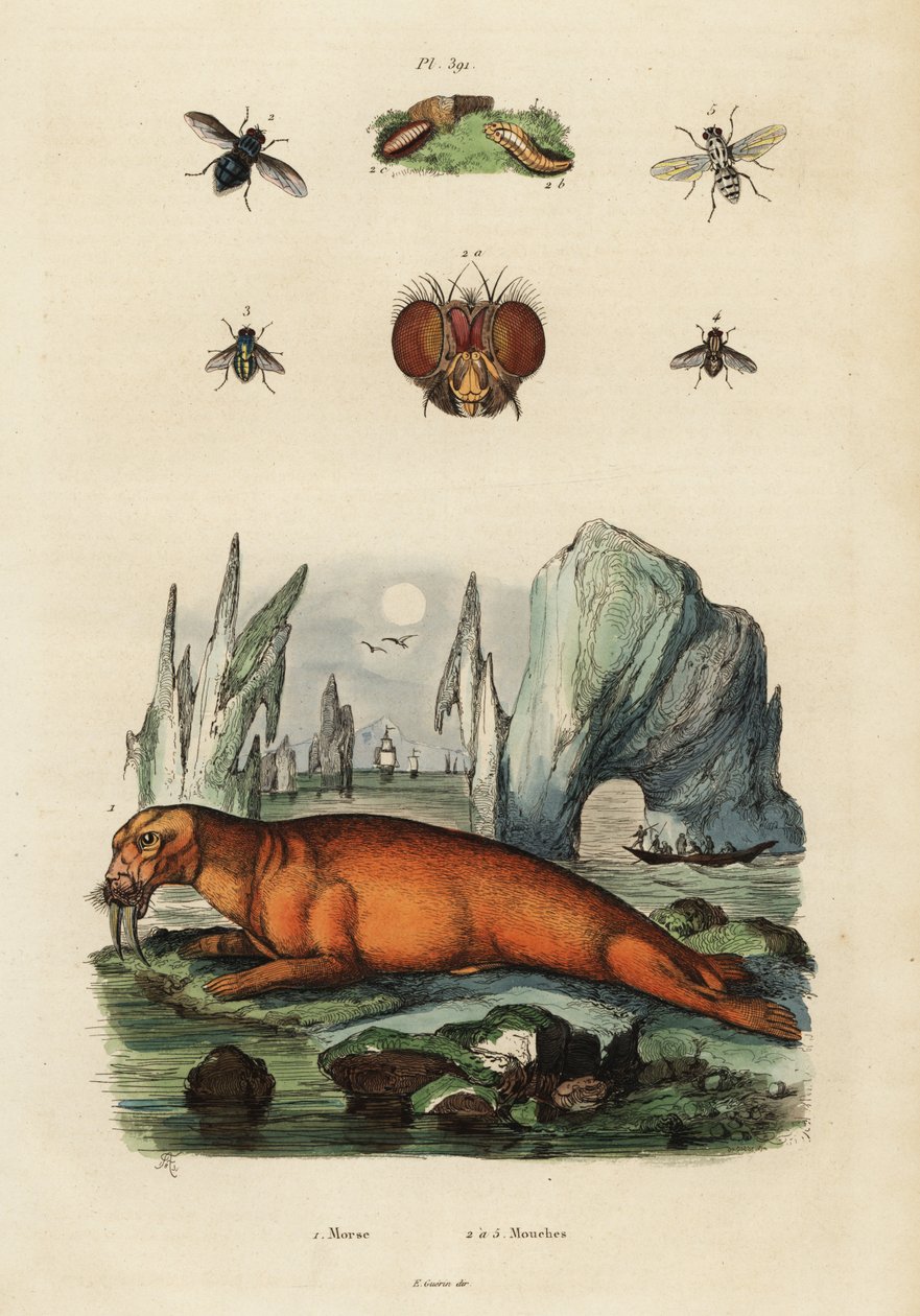 Mursu ja kärpäset. ,1834-1839 (kaiverrus) tekijältä Adolph (after) Fries