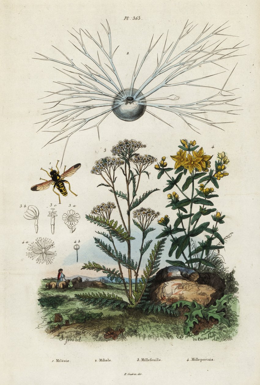 Siankärsämö, mäkikuisma, foraminifera ja hoverfly., 1834-1839 (kaiverrus) tekijältä Adolph (after) Fries