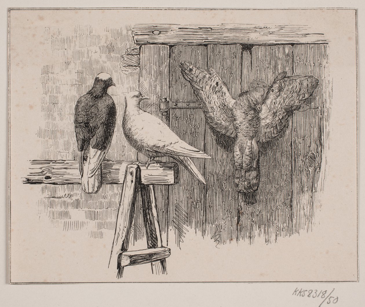 Kyyhkyset tekijältä Johan Adolph Kittendorff