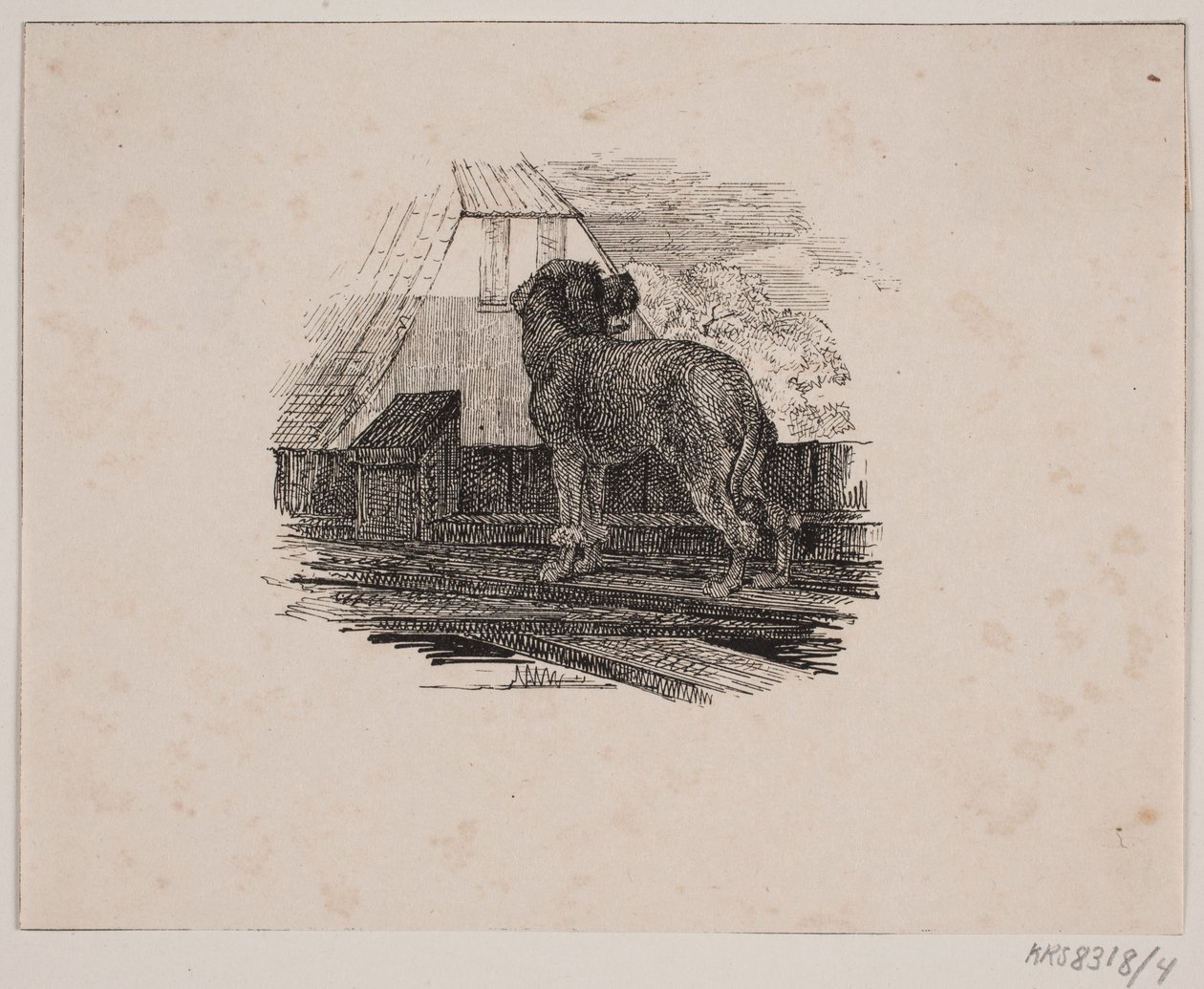 Villakoira koira tekijältä Johan Adolph Kittendorff