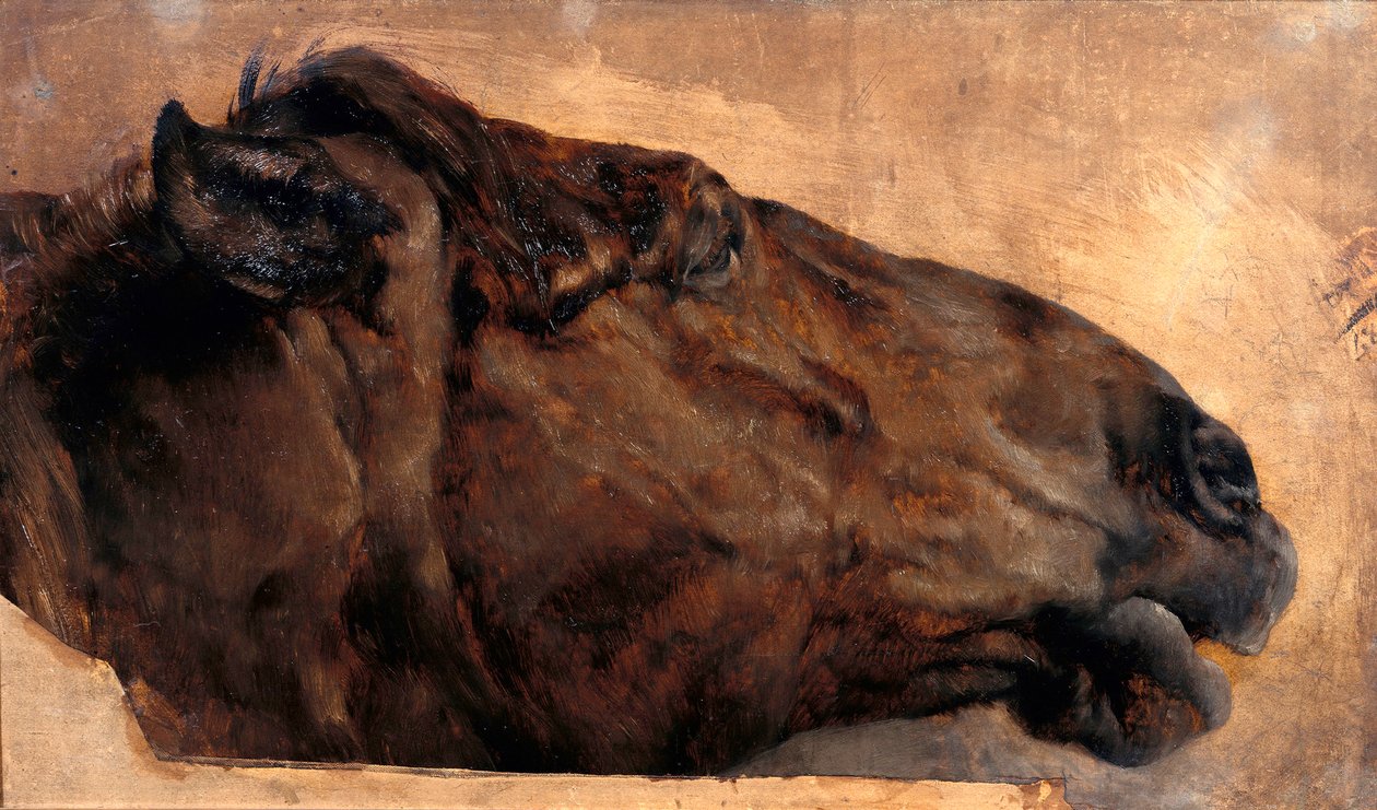 Hevostutkimus. Pää sivulta katsottuna oikealle tekijältä Adolph Menzel