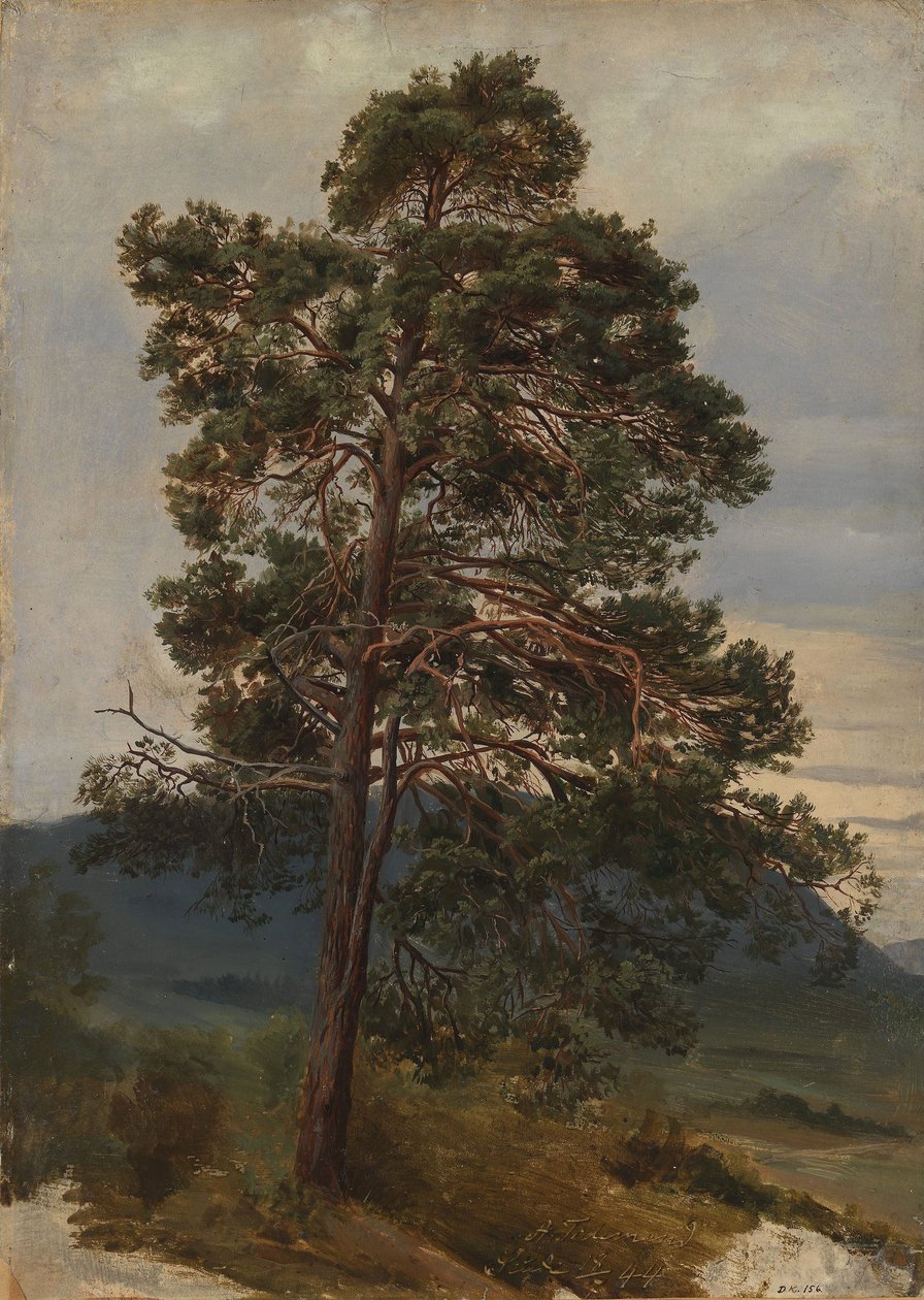 Tutkimus männystä tekijältä Adolph Tidemand