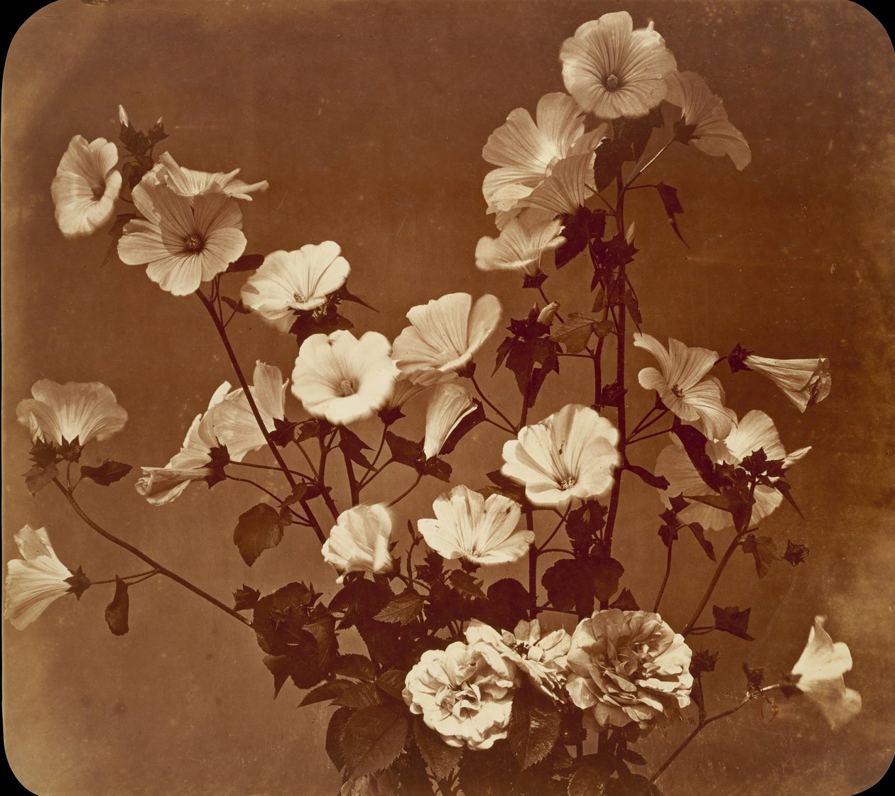 [Flower Study, Rose of Sharon], n. 1854. tekijältä Adolphe Braun