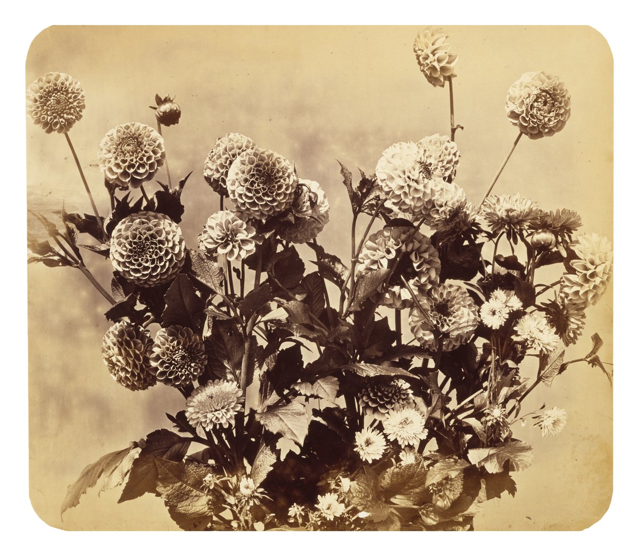 Nimetön, c. 1860 (albumiprintti) tekijältä Adolphe Braun