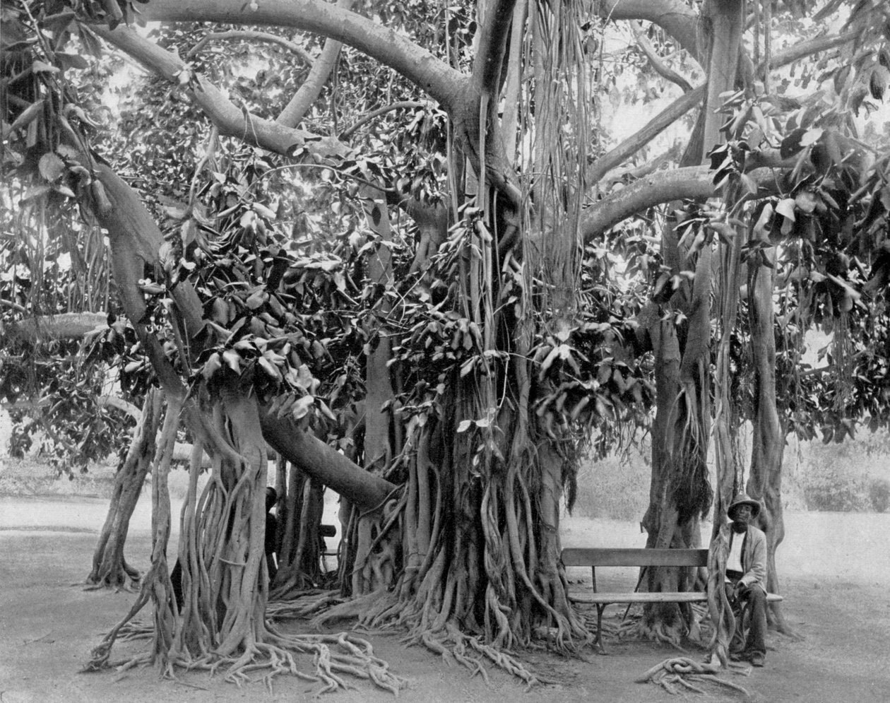 Banyan tree, Kingston Park, Jamaika, 1905. tekijältä Adolphe Duperly and Son