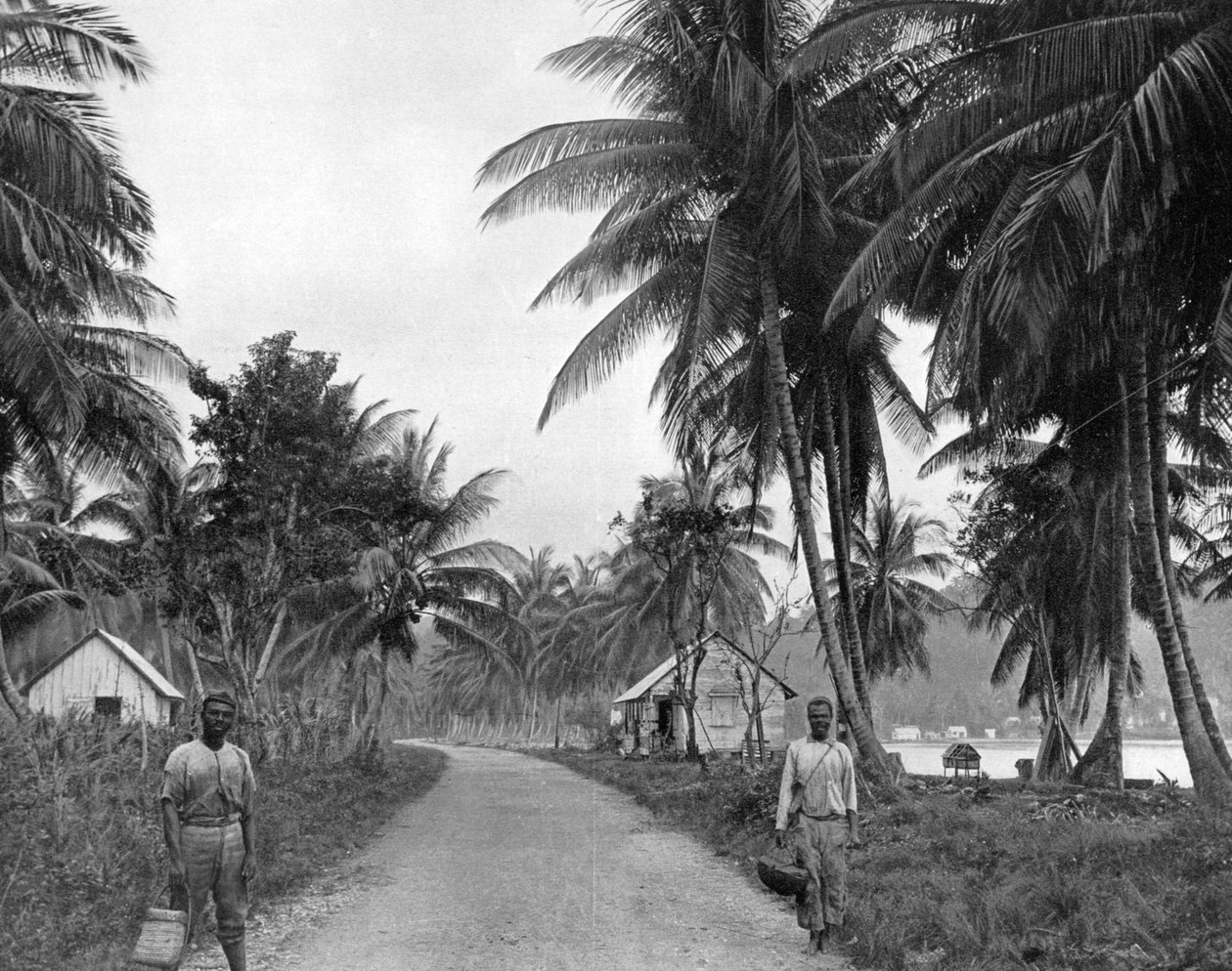 Coconut Grove, Port Antonio, Jamaika, 1905. tekijältä Adolphe Duperly and Son