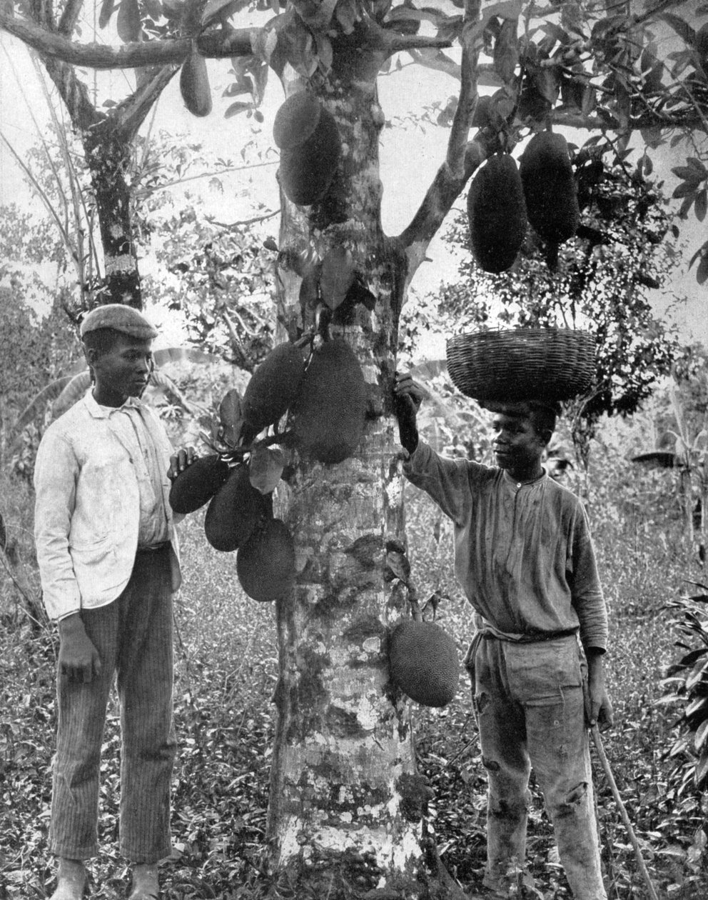 Jackfruit, Jamaika, 1905. tekijältä Adolphe Duperly and Son