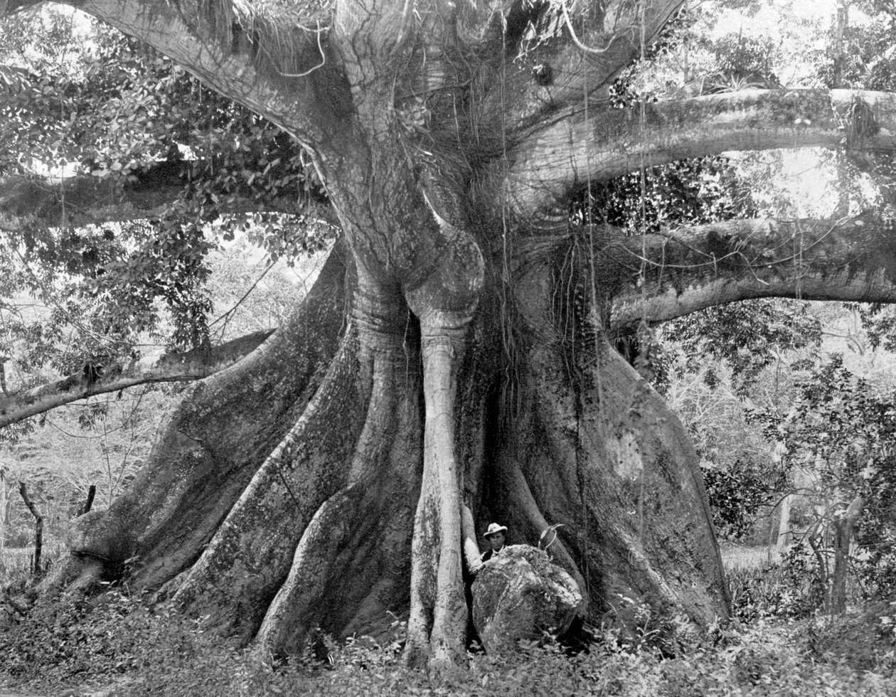 Tom Cringles Cotton Tree, Spanish Town Road, Jamaika, c1905. tekijältä Adolphe Duperly and Son