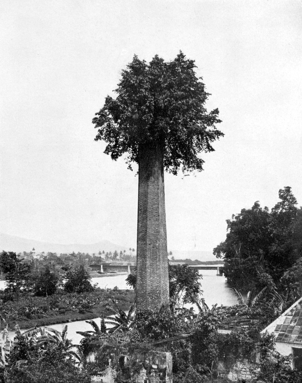 Puu kasvaa vanhasta sokeritilan piipusta, Jamaika, c1905. tekijältä Adolphe Duperly and Son
