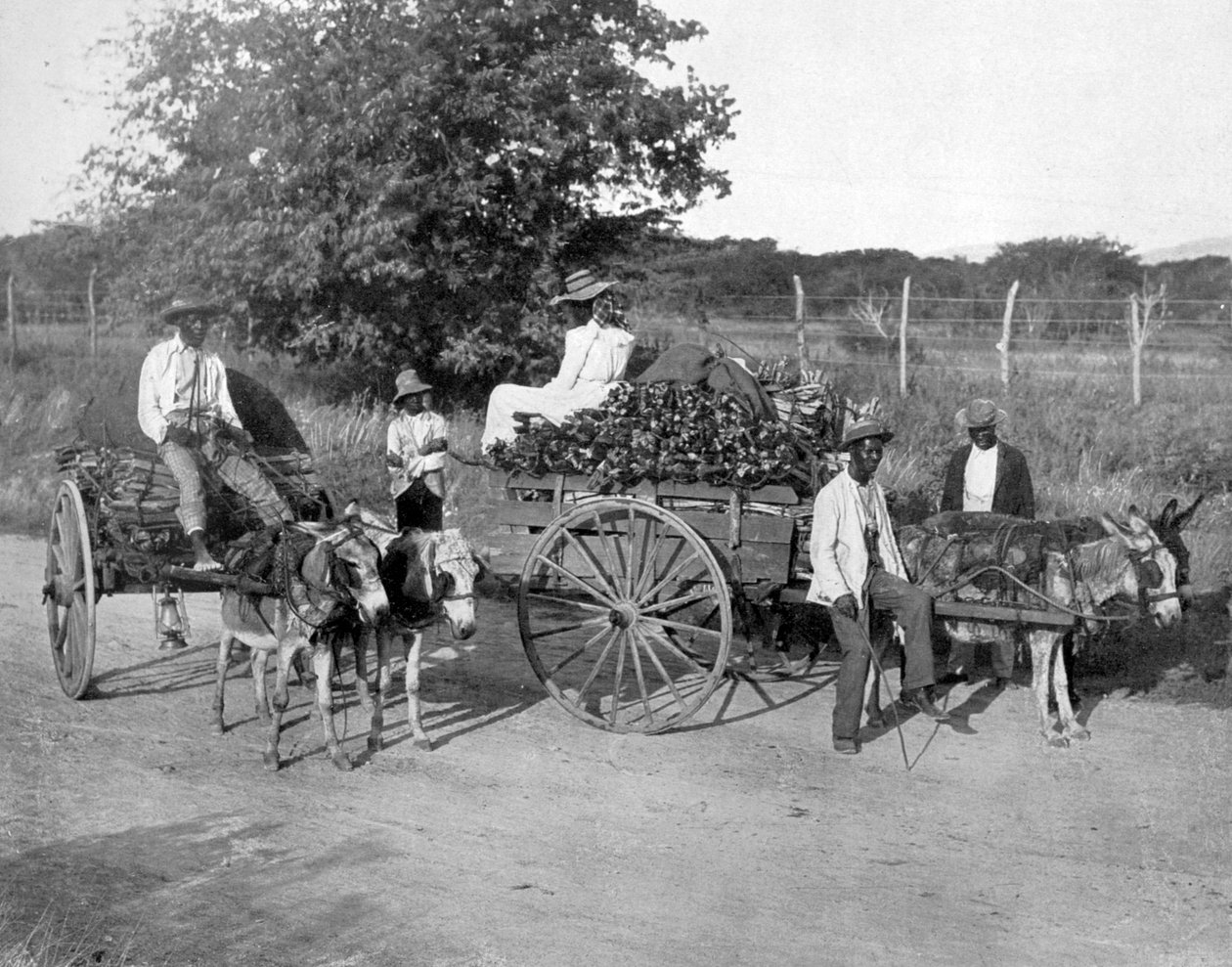 Puukärryt, Jamaika, c1905. tekijältä Adolphe Duperly and Son