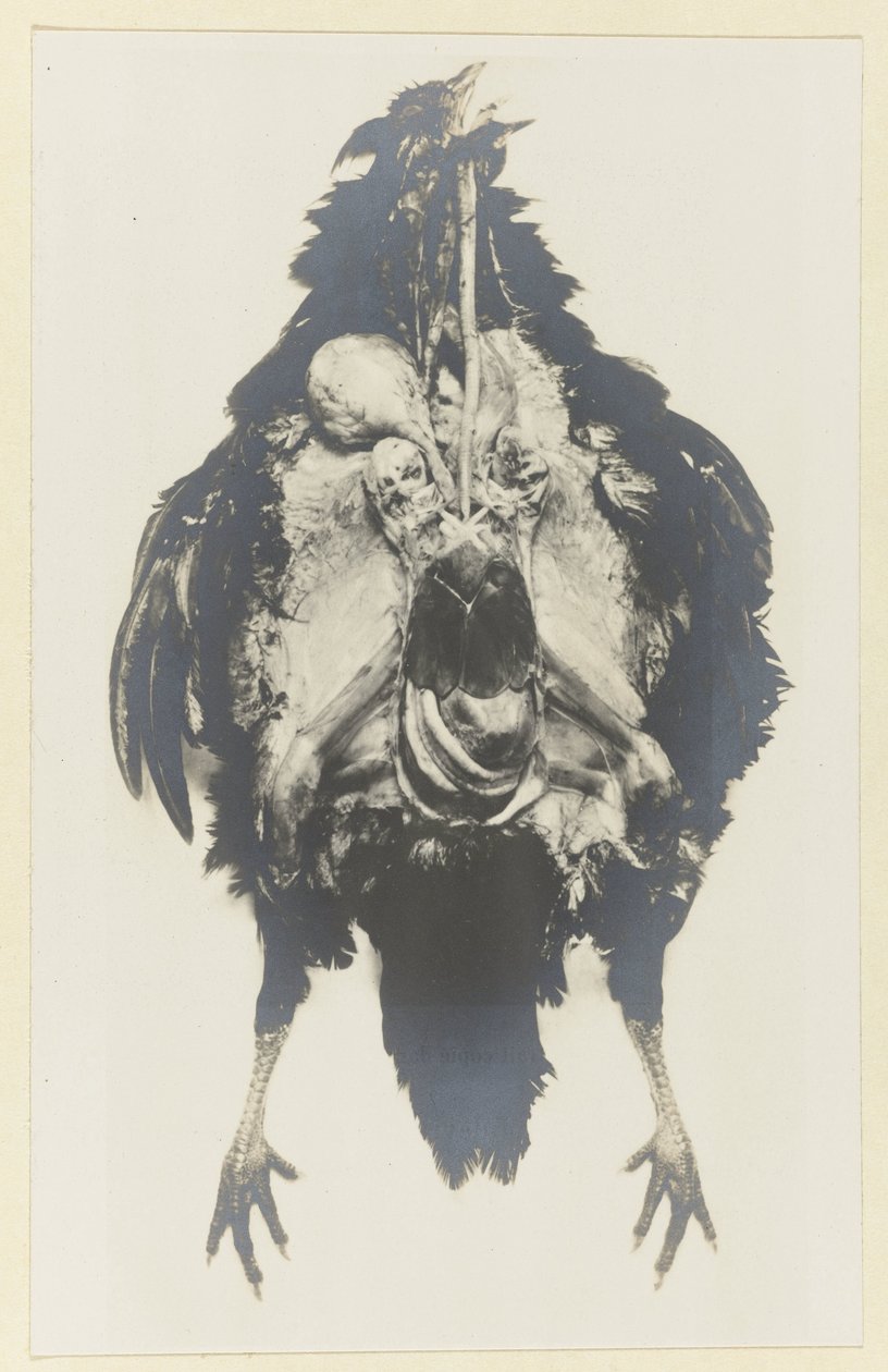 Kanan anatomia Poulen anatomia tekijältä Adolphe Louis Donnadieu