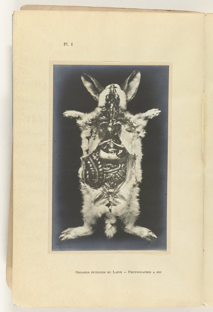 Kani leikattu auki ja elimet näkyvät Organes internes du lapin -Valokuvaus a sec tekijältä Adolphe Louis Donnadieu