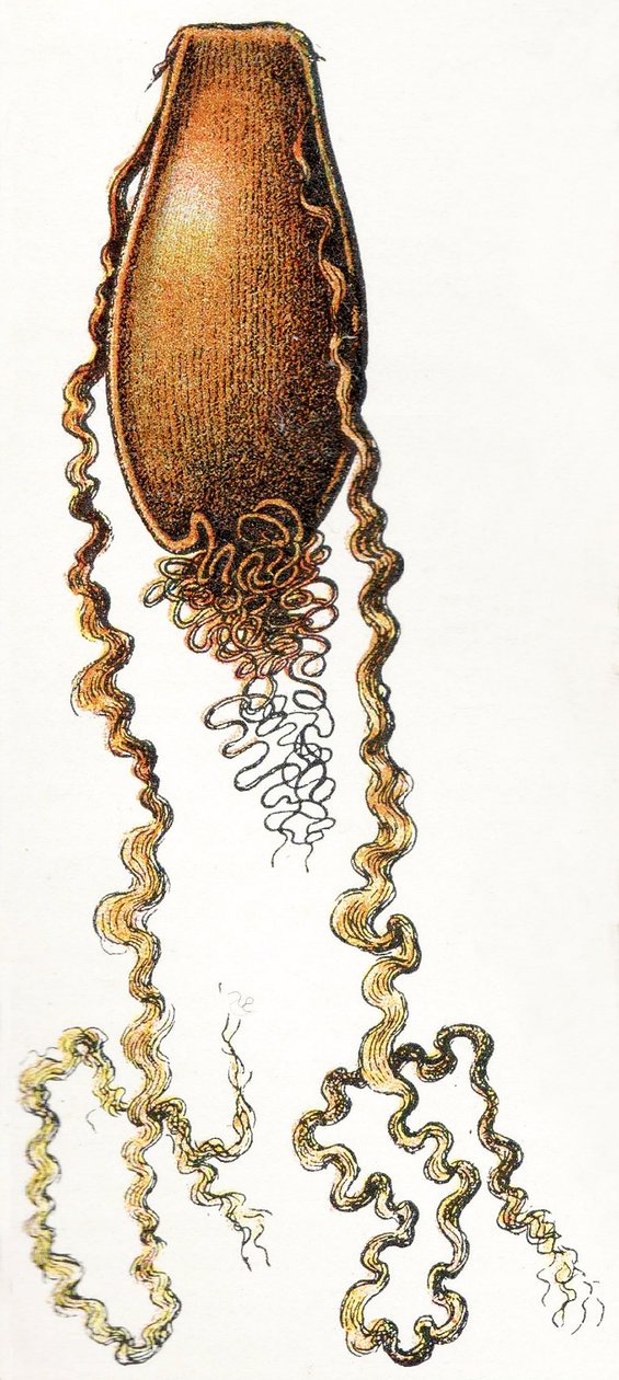 Kissahain (Scyliorhinus) munakotelo, 1923 tekijältä Adolphe Philippe Millot