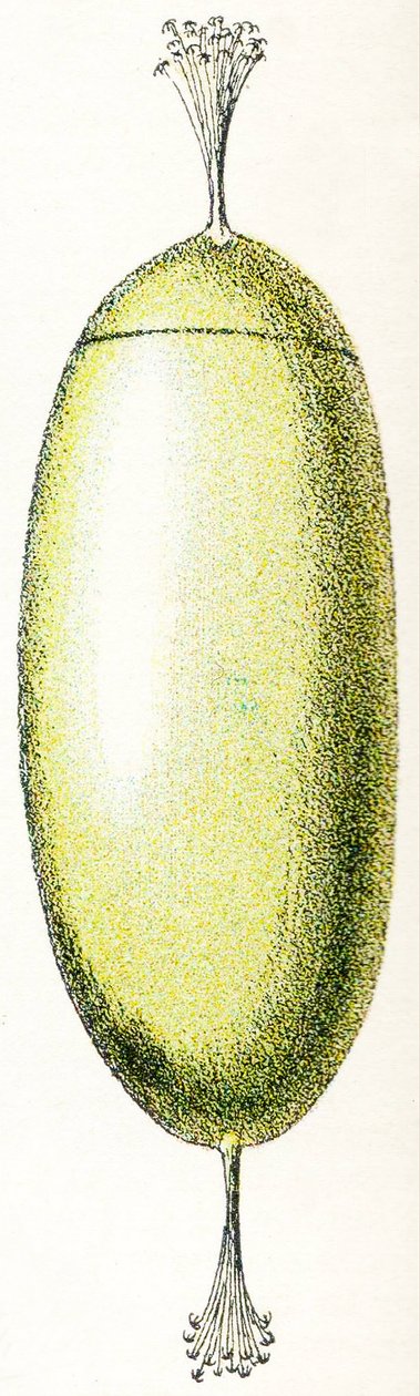 Nahkaisen muna, 1923 tekijältä Adolphe Philippe Millot