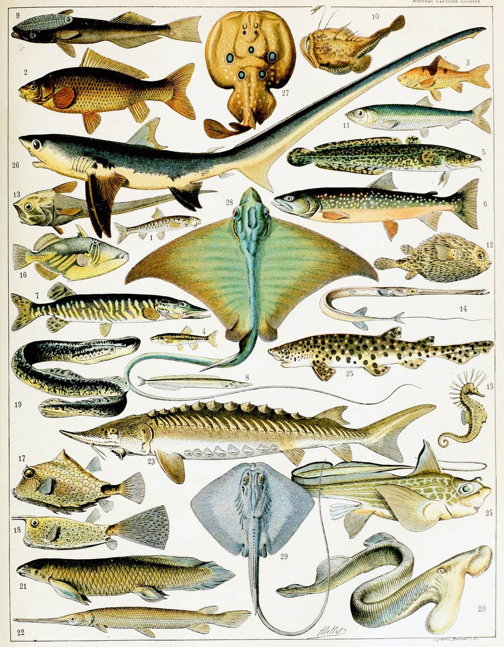 Kuvitus kalasta n. 1923 (litho) tekijältä Adolphe Philippe Millot