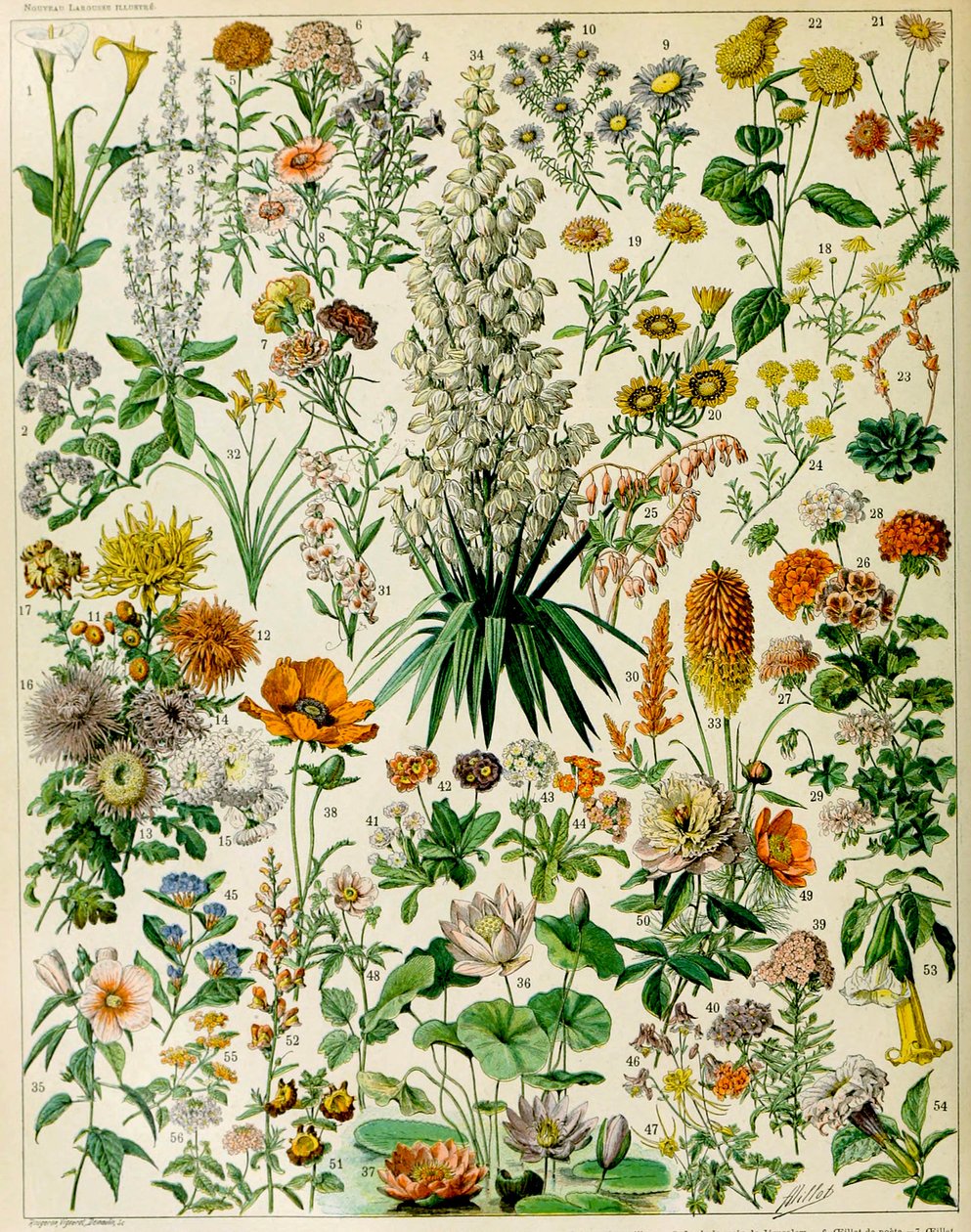 Kuva kukkivista kasveista n. 1923 tekijältä Adolphe Philippe Millot