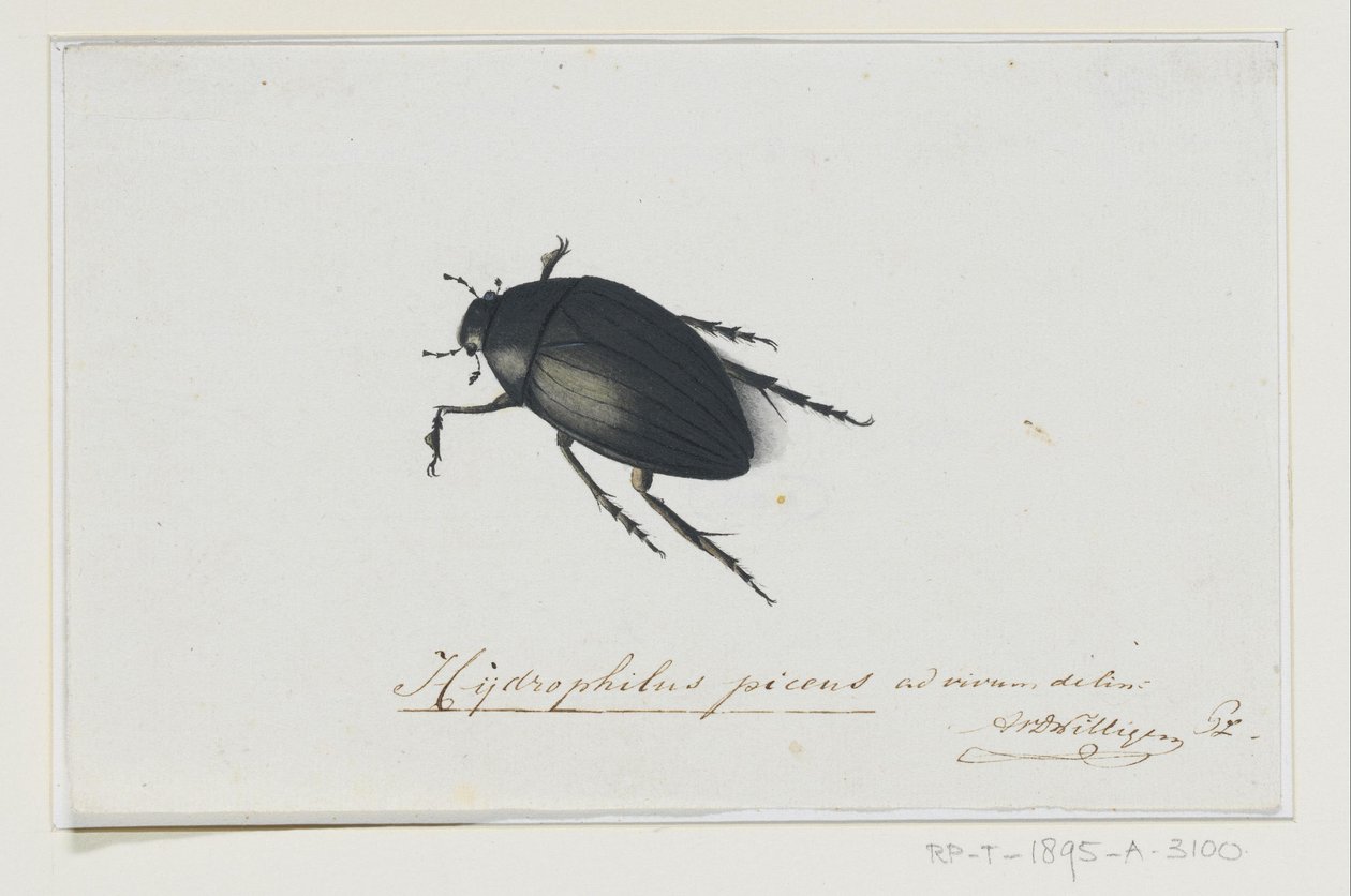 Musta vesikuoriainen Hydrophilus picens (otsikko esineessä) tekijältä Adriaan van der Willigen