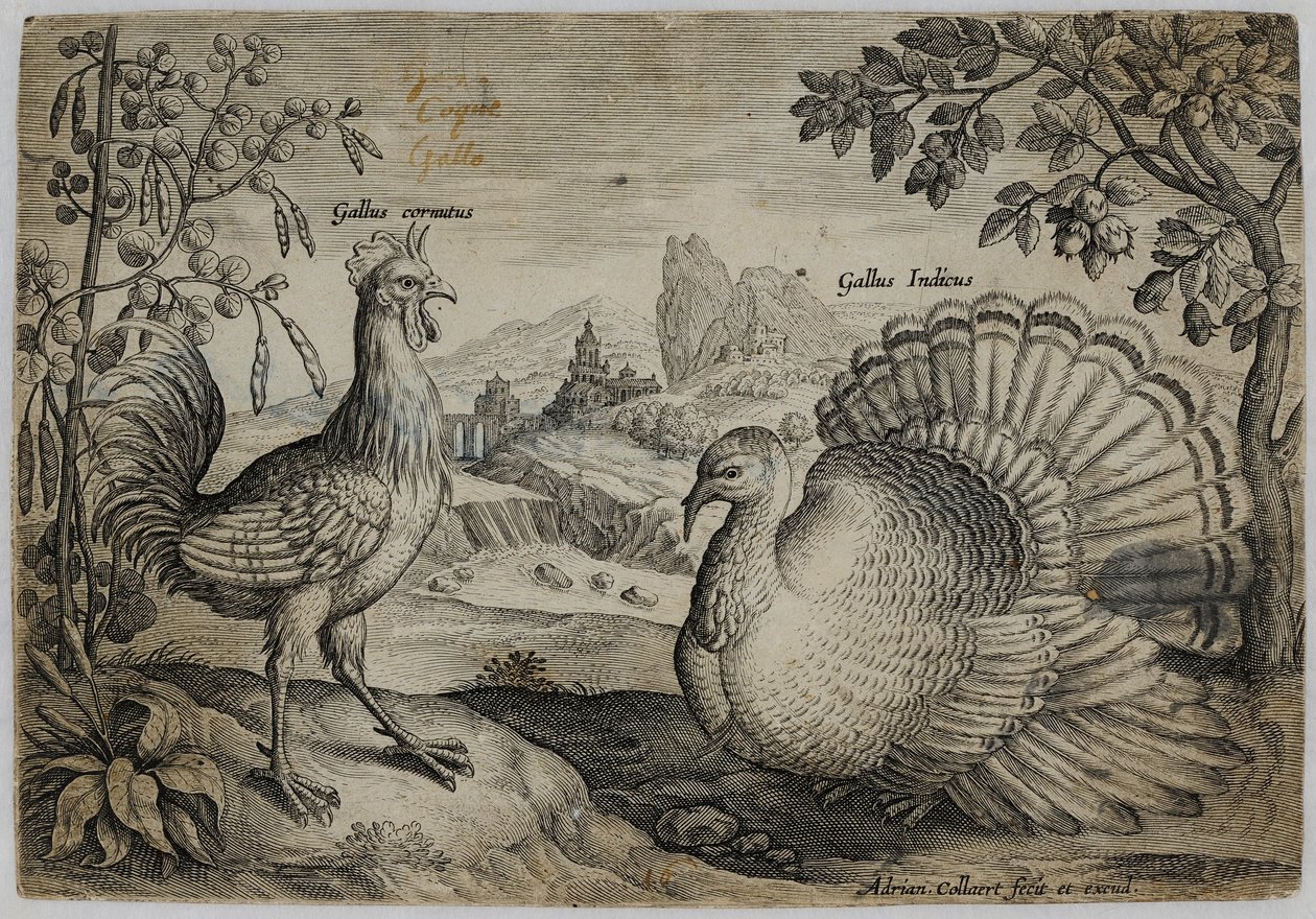 Old Master Kaiverrus tekijältä Adriaen Collaert
