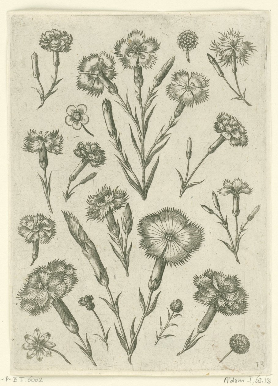 Erilaisia ​​vihamielisyyksiä Florilegium (sarjan nimi) tekijältä Adriaen Collaert