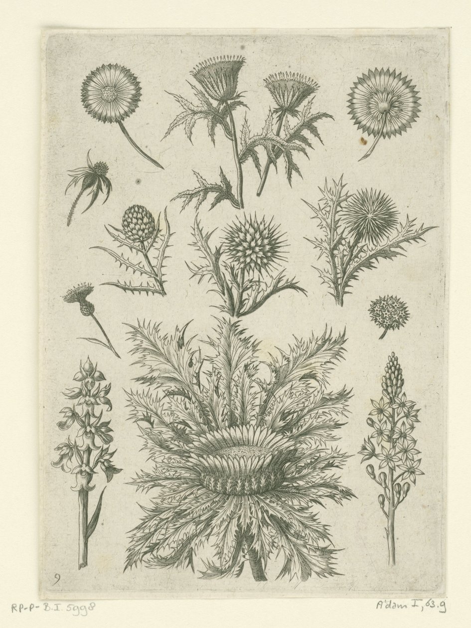 Kaukana eri tavoin Florilegium (sarjan nimi) tekijältä Adriaen Collaert