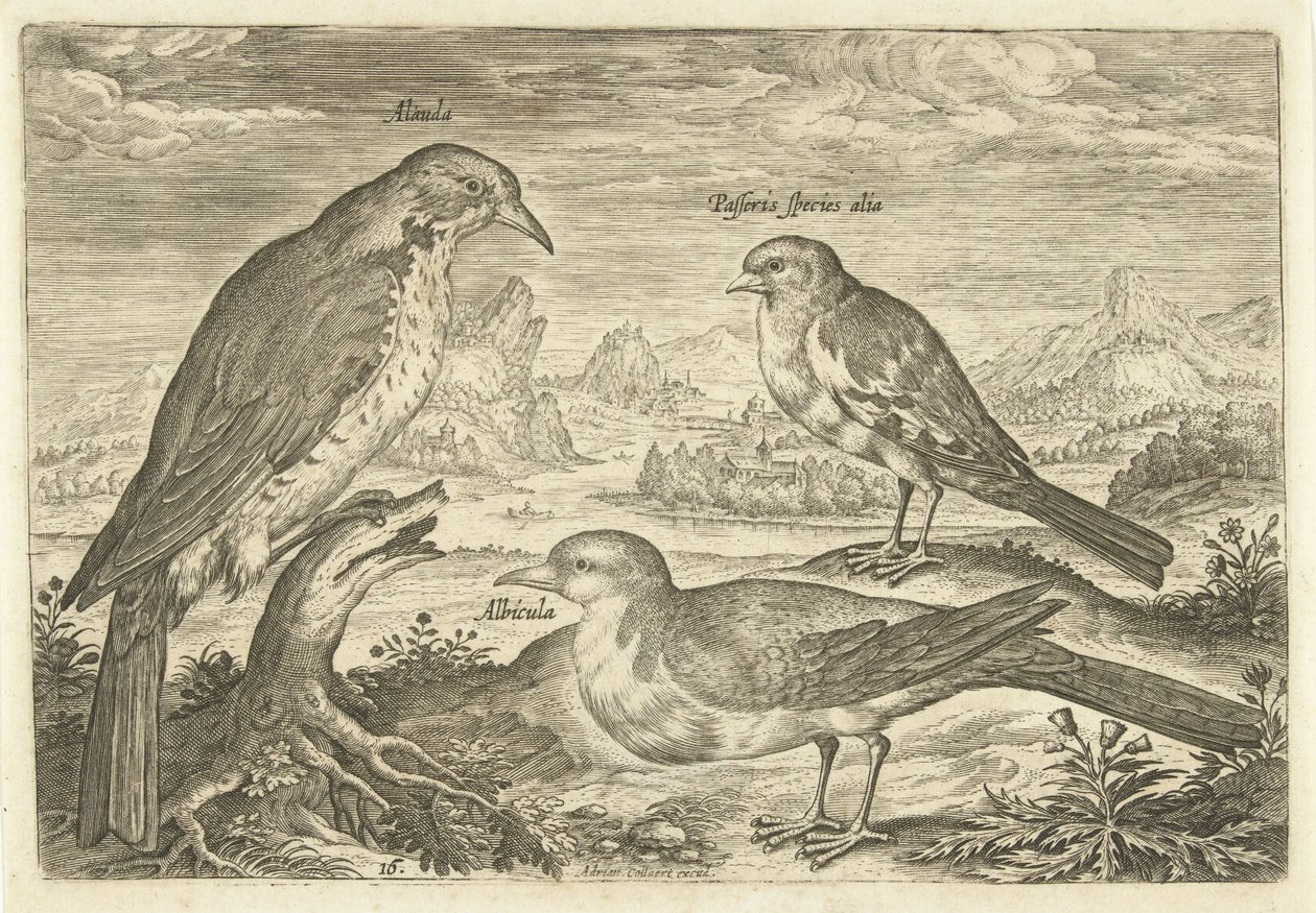 Kolme lintua maisemassa Avium Vivae (sarjan nimi) Linnut (sarjan nimi) tekijältä Adriaen Collaert
