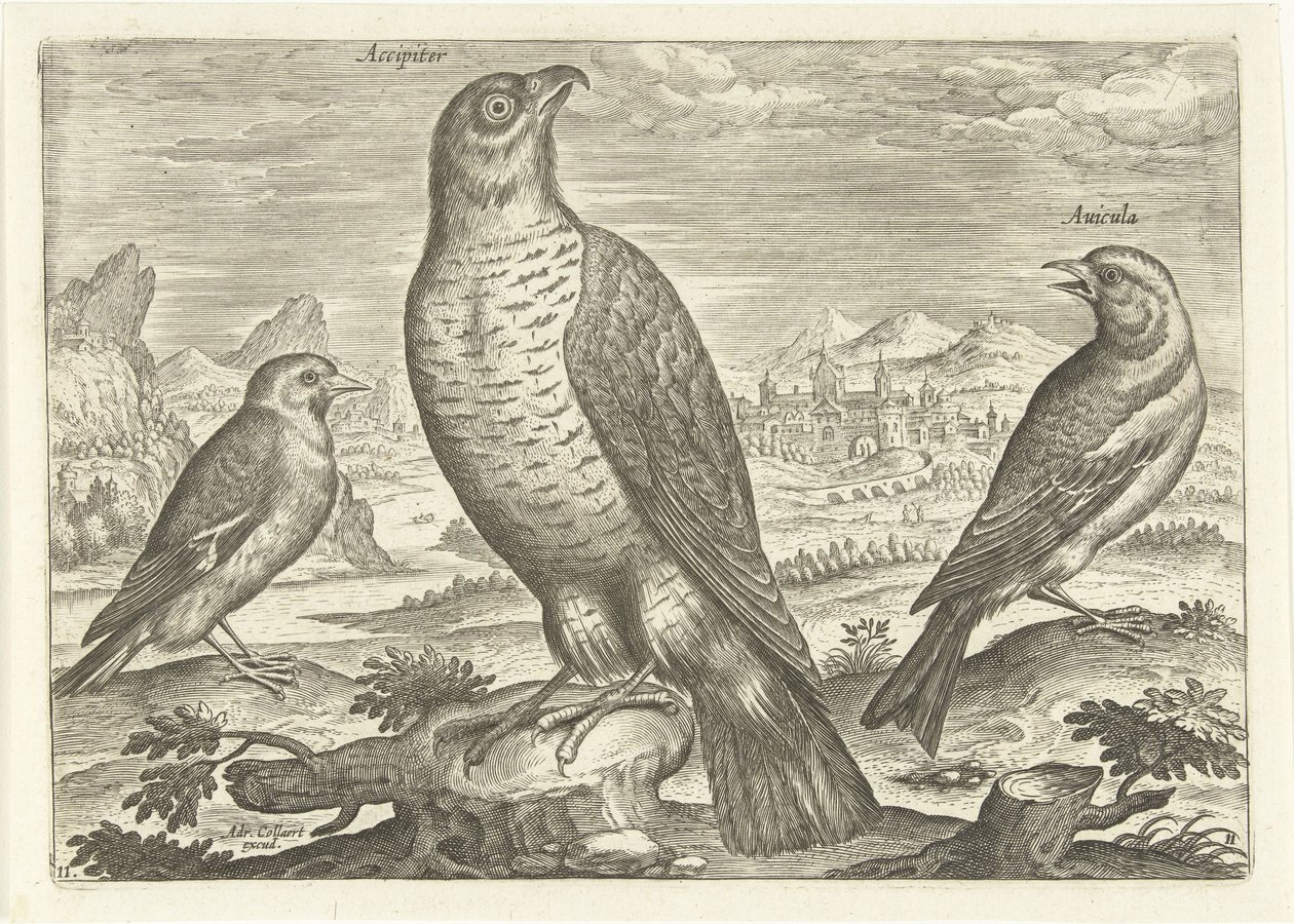 Kolme lintua maisemassa Linnut (sarjan nimi) Avium vivae (sarjan nimi) tekijältä Adriaen Collaert