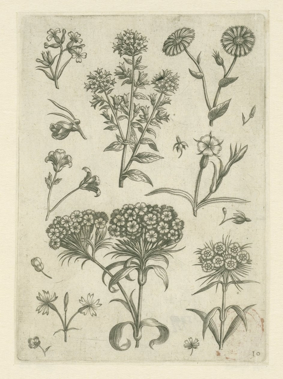 Sweet William ja muita kukkia Florilegium (sarjan nimi) tekijältä Adriaen Collaert