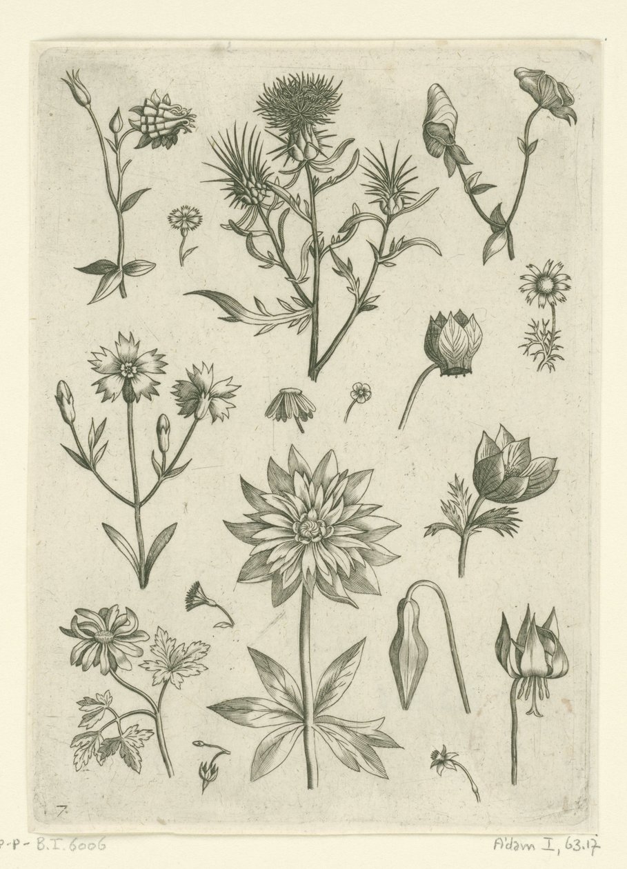 Erilaisia ​​kukkia, mukaan lukien columbine ja syklaami Florilegium (sarjan nimi) tekijältä Adriaen Collaert
