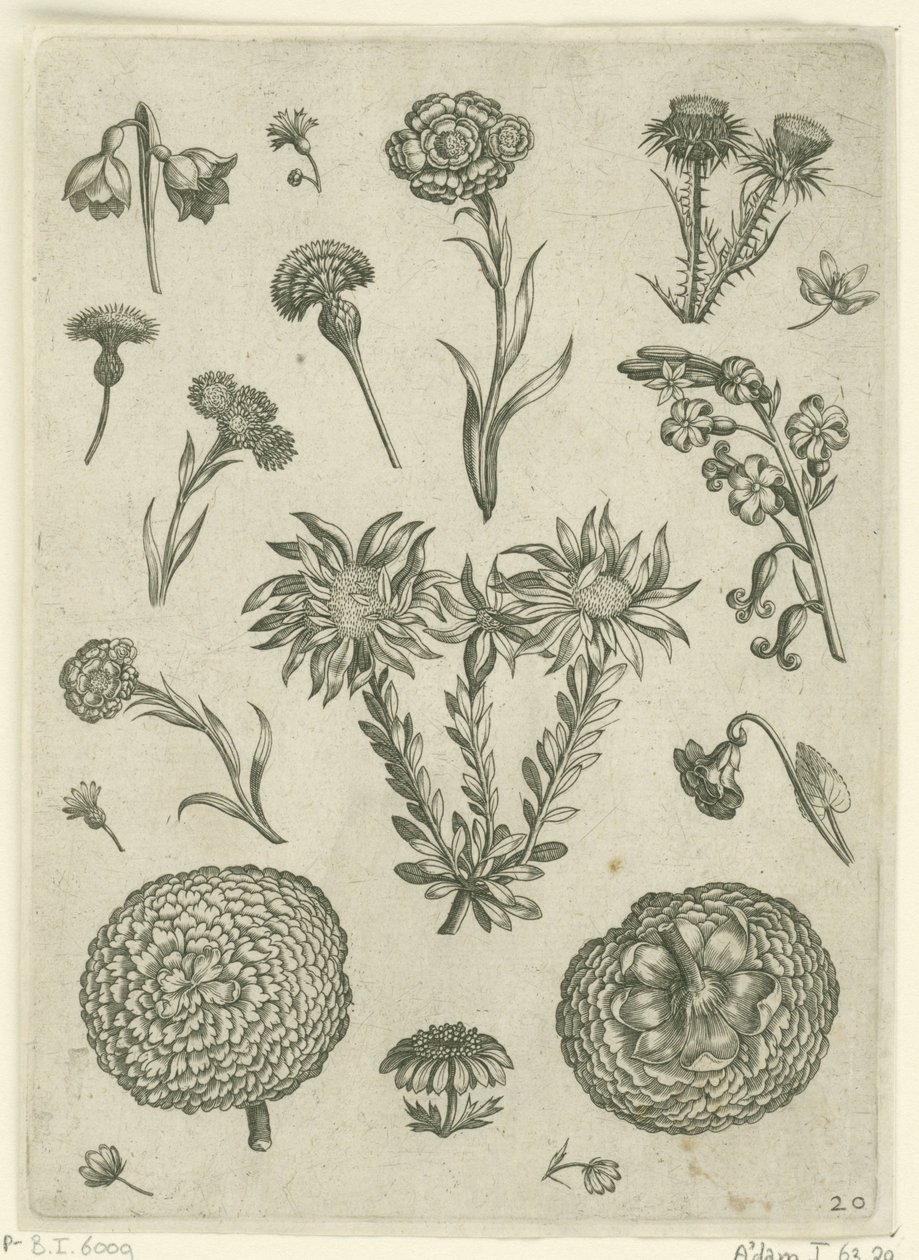 Erilaisia ​​kukkia, mukaan lukien krysanteemi ja ohdake Florilegium (sarjan nimi) tekijältä Adriaen Collaert