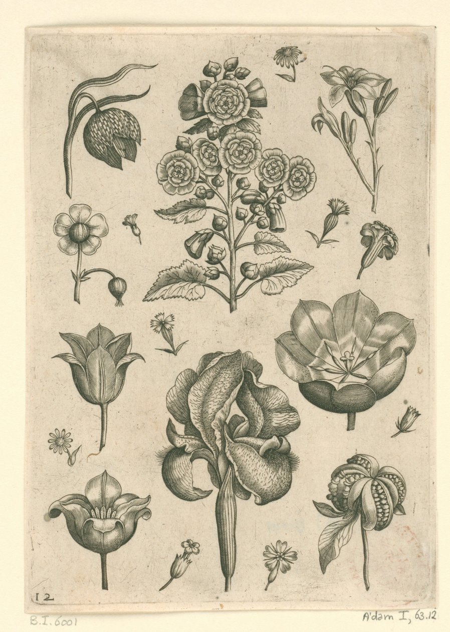 Erilaisia ​​kukkia, mukaan lukien iiris ja violetti Florilegium (sarjan nimi) tekijältä Adriaen Collaert