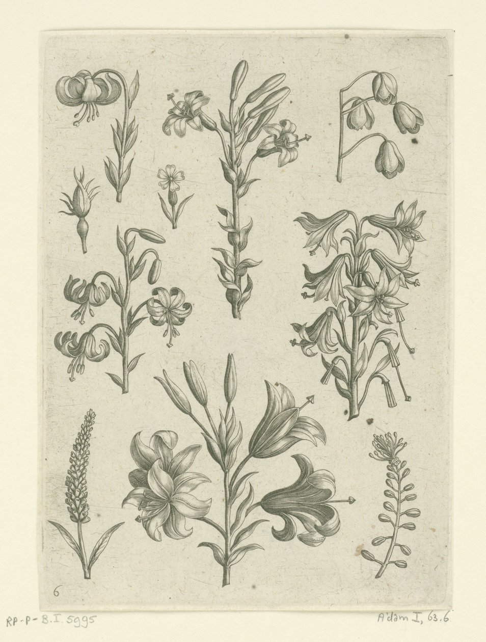 Neljä suurta liljaa ja muutama pienempi kukka Florilegium (sarjan nimi) tekijältä Adriaen Collaert