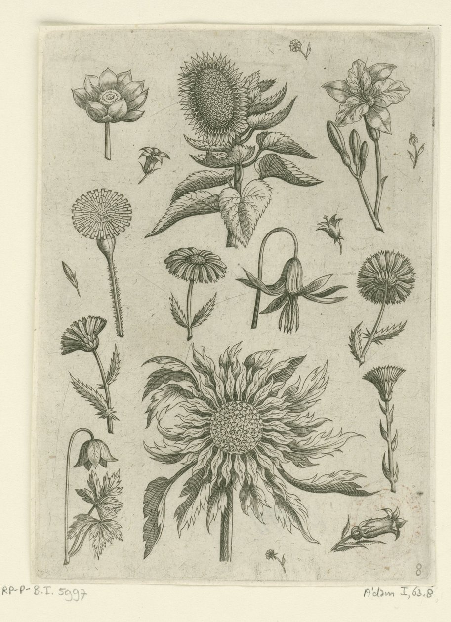 Auringonkukka ja muut kukat. Florilegium (sarjan nimi) tekijältä Adriaen Collaert