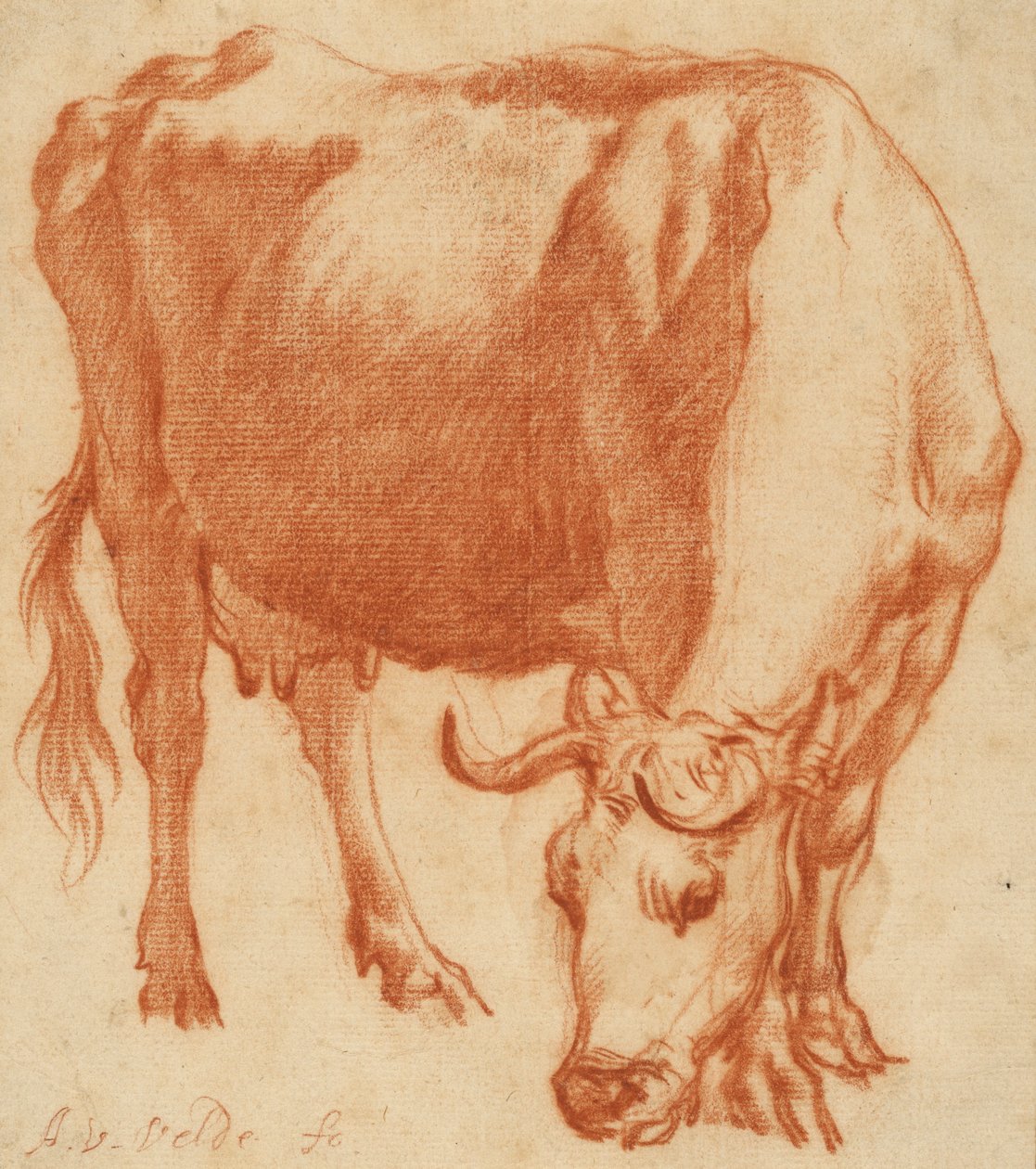 Lehmä laiduntaa, n. 1663 (Punainen liitupiirros) tekijältä Adriaen van de Velde