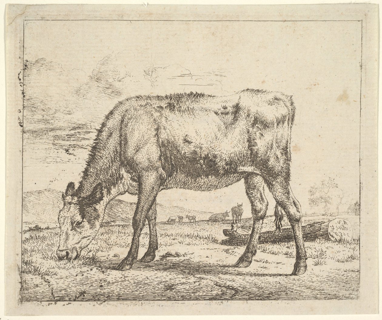 laiduntava vasikka, eri eläimistä, 1658. tekijältä Adriaen van de Velde