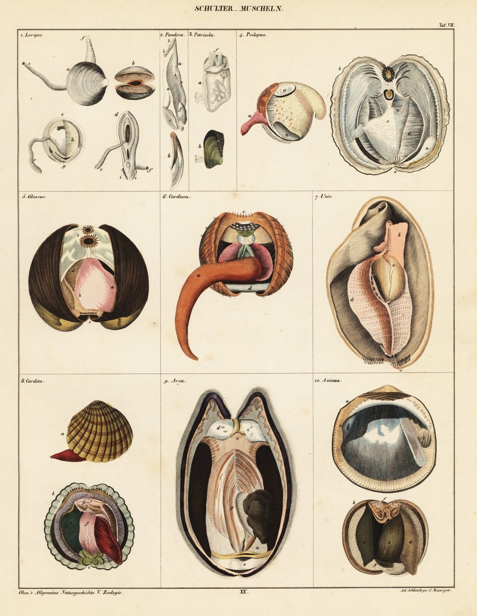 Simpukoiden anatomia, 1841 (litografia) tekijältä Adrian Schleich